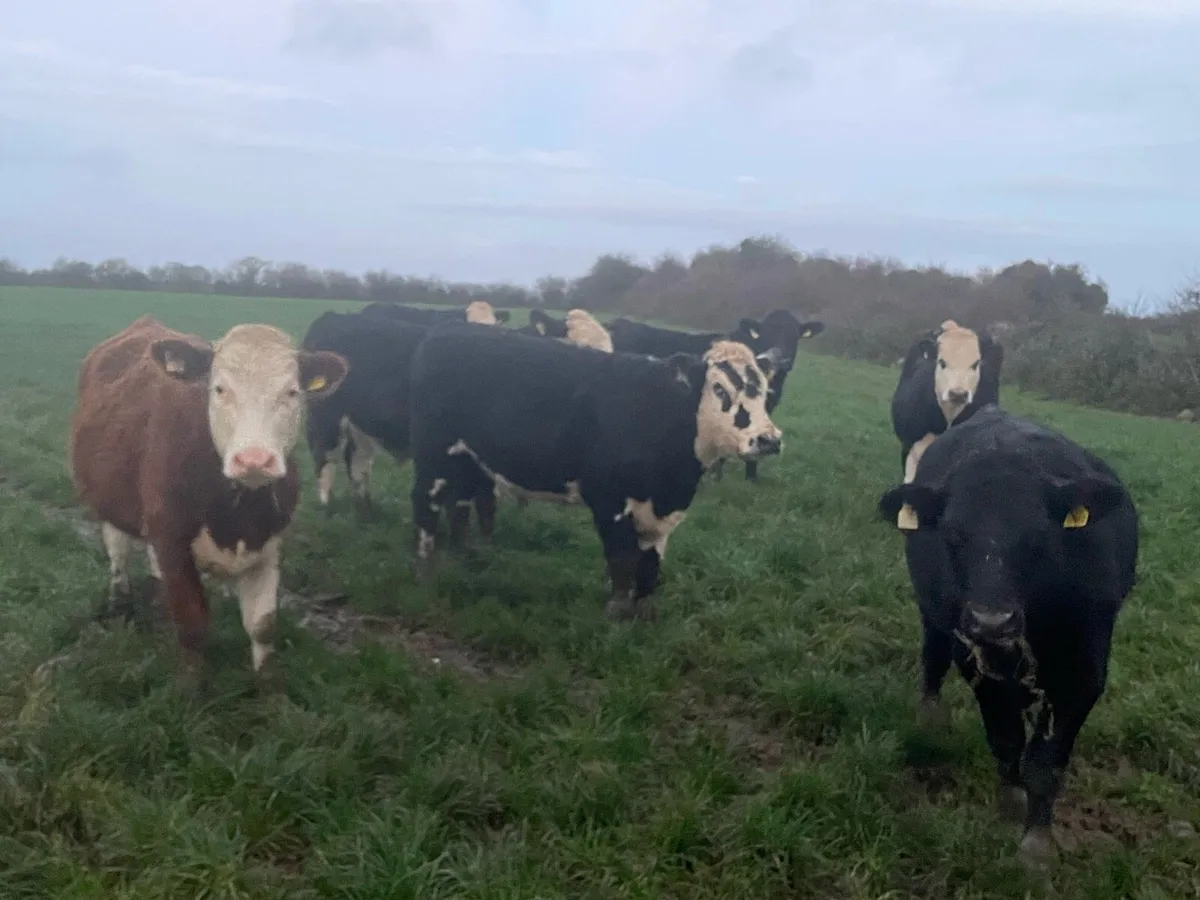 9 Hereford Bullocks - Image 1