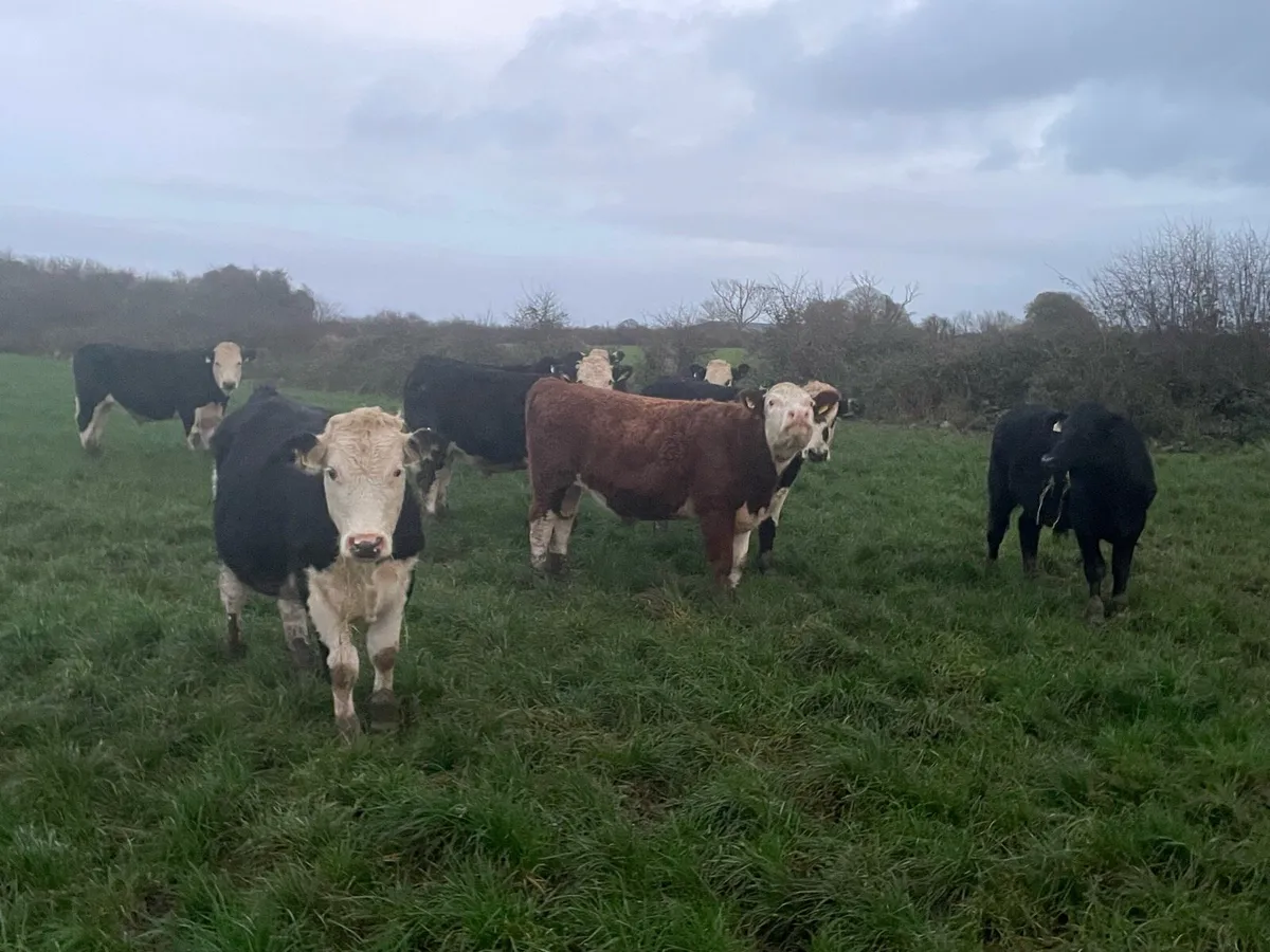 9 Hereford Bullocks - Image 2