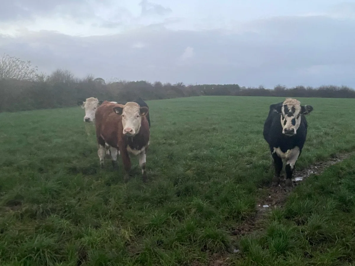 9 Hereford Bullocks - Image 3