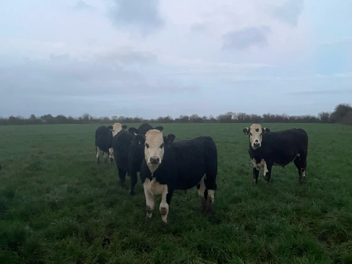 9 Hereford Bullocks - Image 4