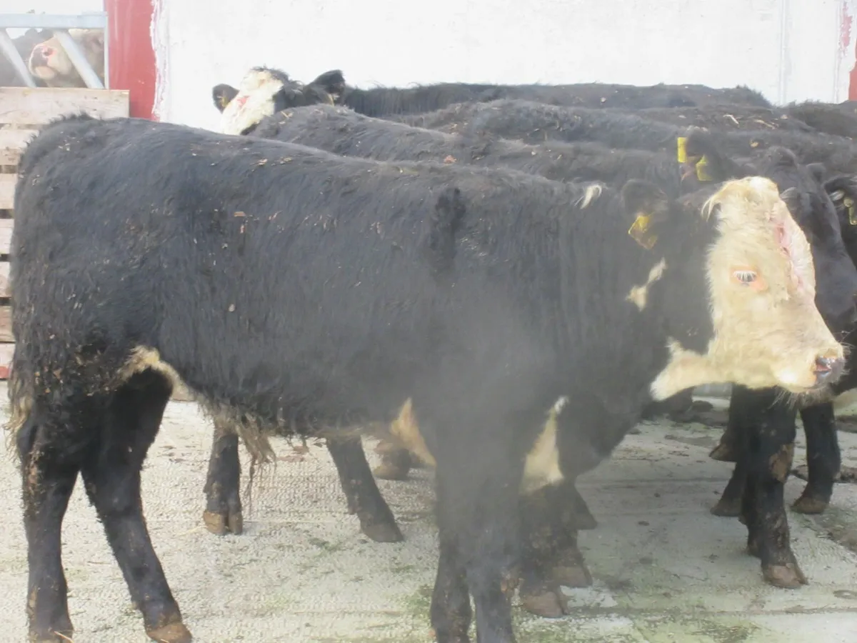 8 aberdeen angus and hereford suckler bred bull - Image 4