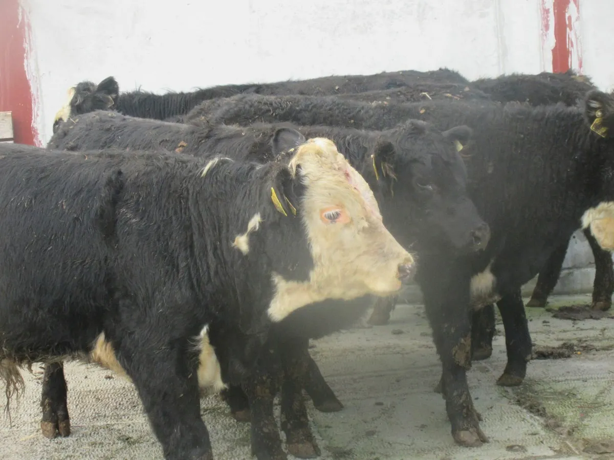 8 aberdeen angus and hereford suckler bred bull - Image 1