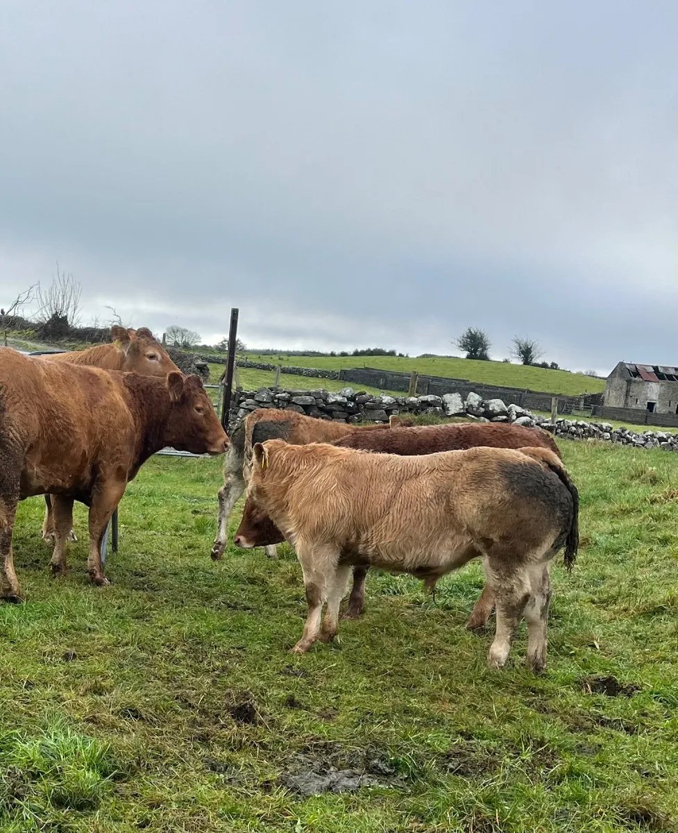 Beef cattle - Image 1