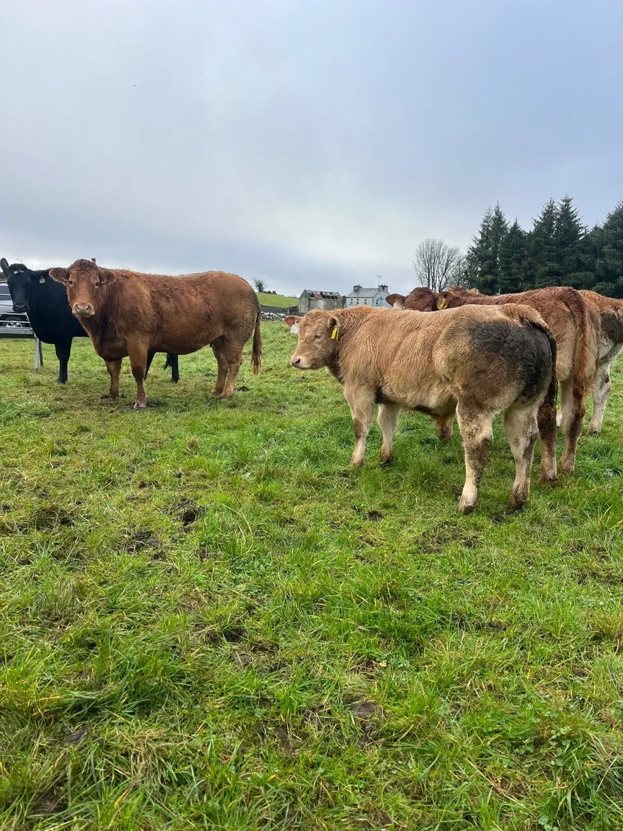 Beef cattle - Image 4