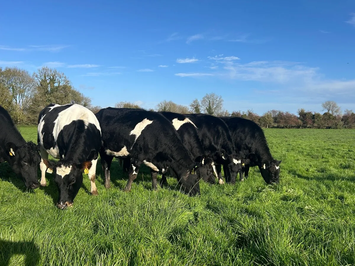 Incalf Heifers - Image 1