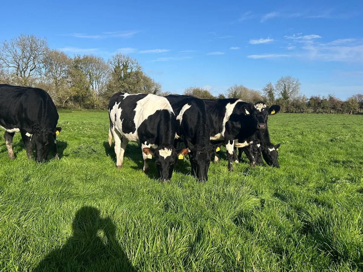 Incalf Heifers - Image 2
