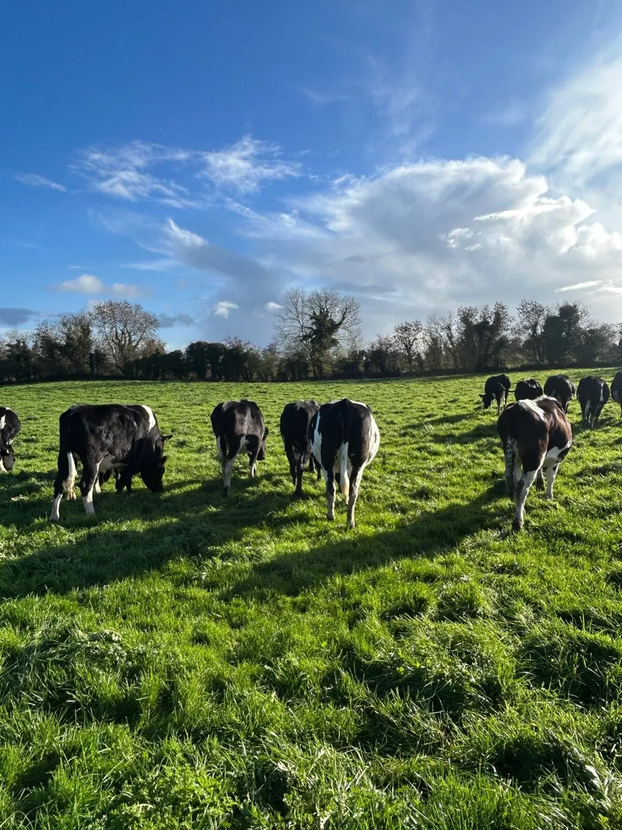 Incalf Heifers - Image 3