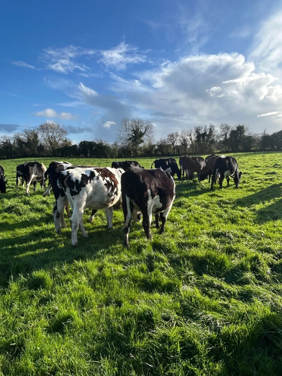 Incalf Heifers - Image 4