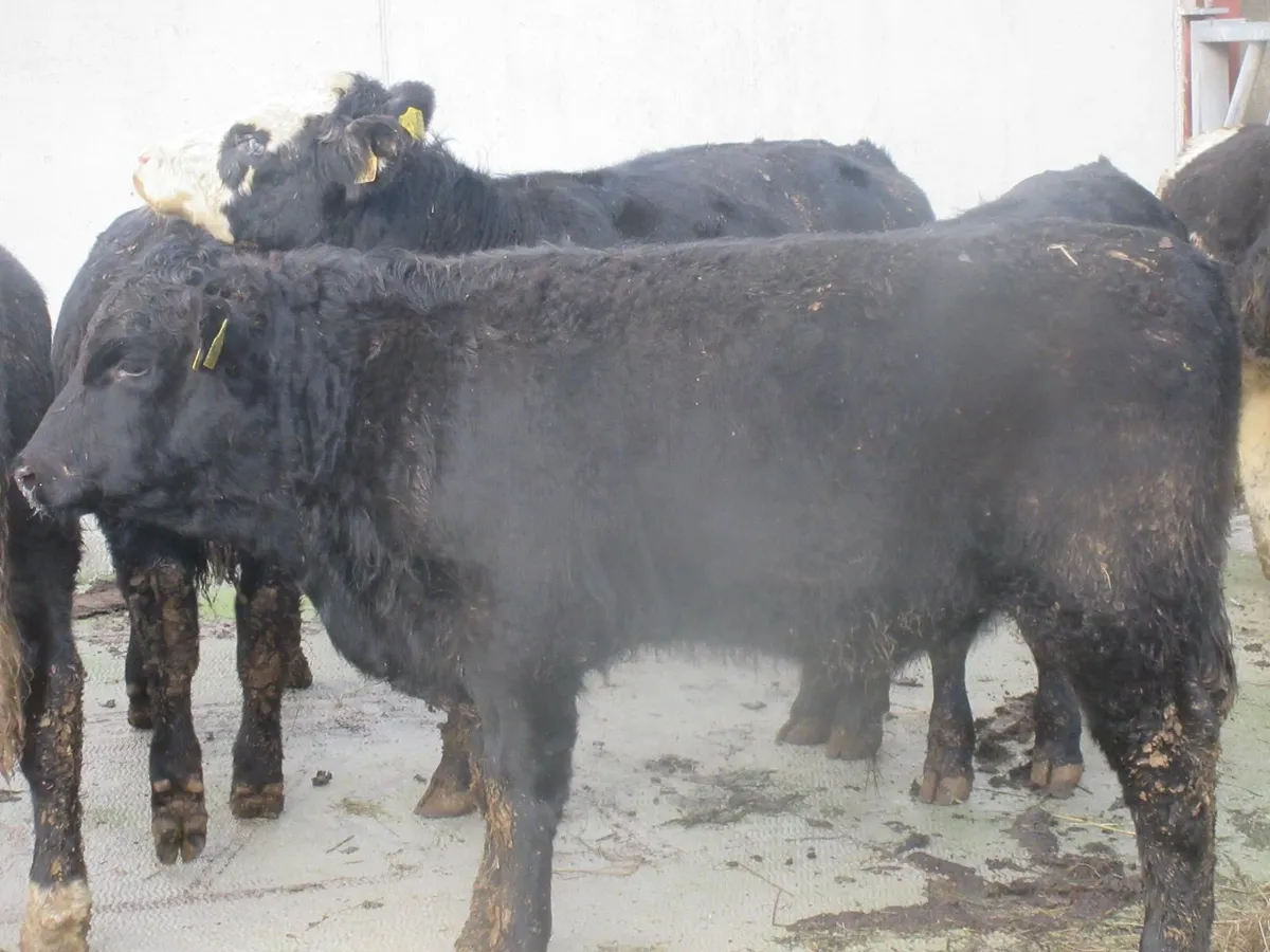 8 aberdeen angus and hereford suckler bred bull - Image 3