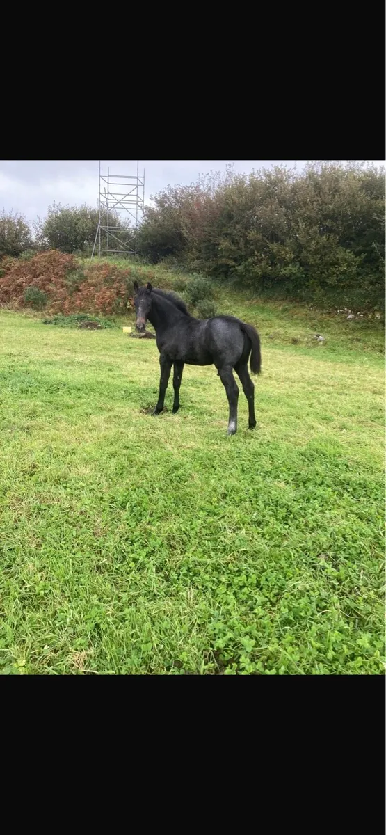 Colt foal by numero cruise - Image 1