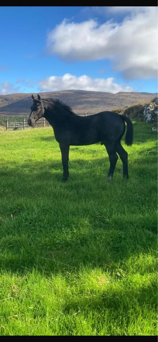 Colt foal by numero cruise - Image 2
