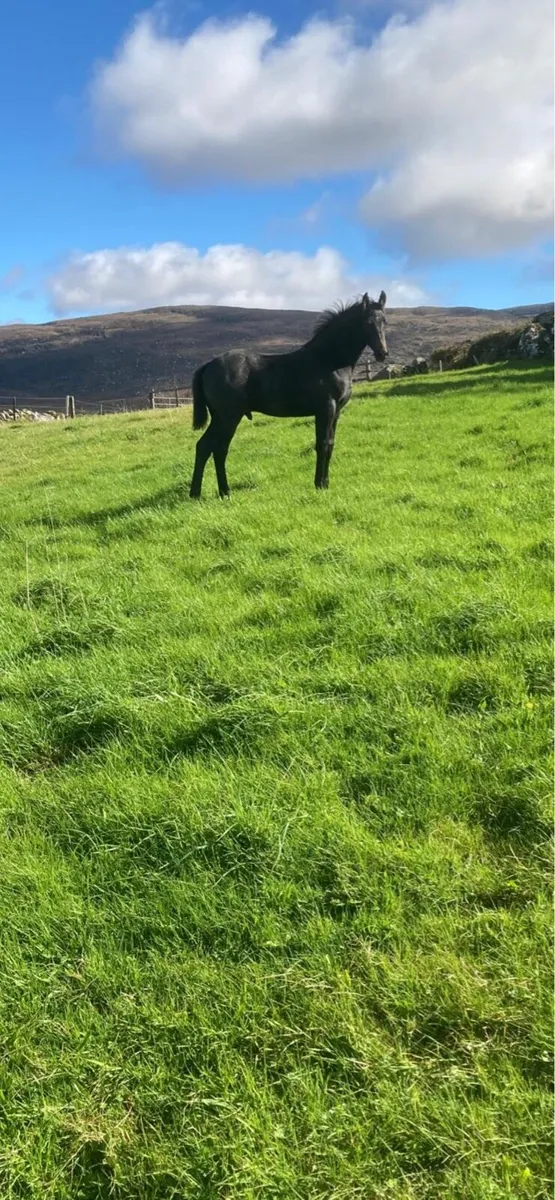 Colt foal by numero cruise - Image 3