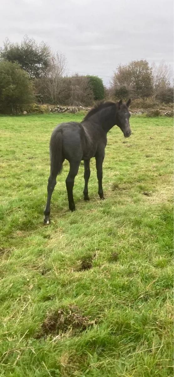 Colt foal by numero cruise - Image 4