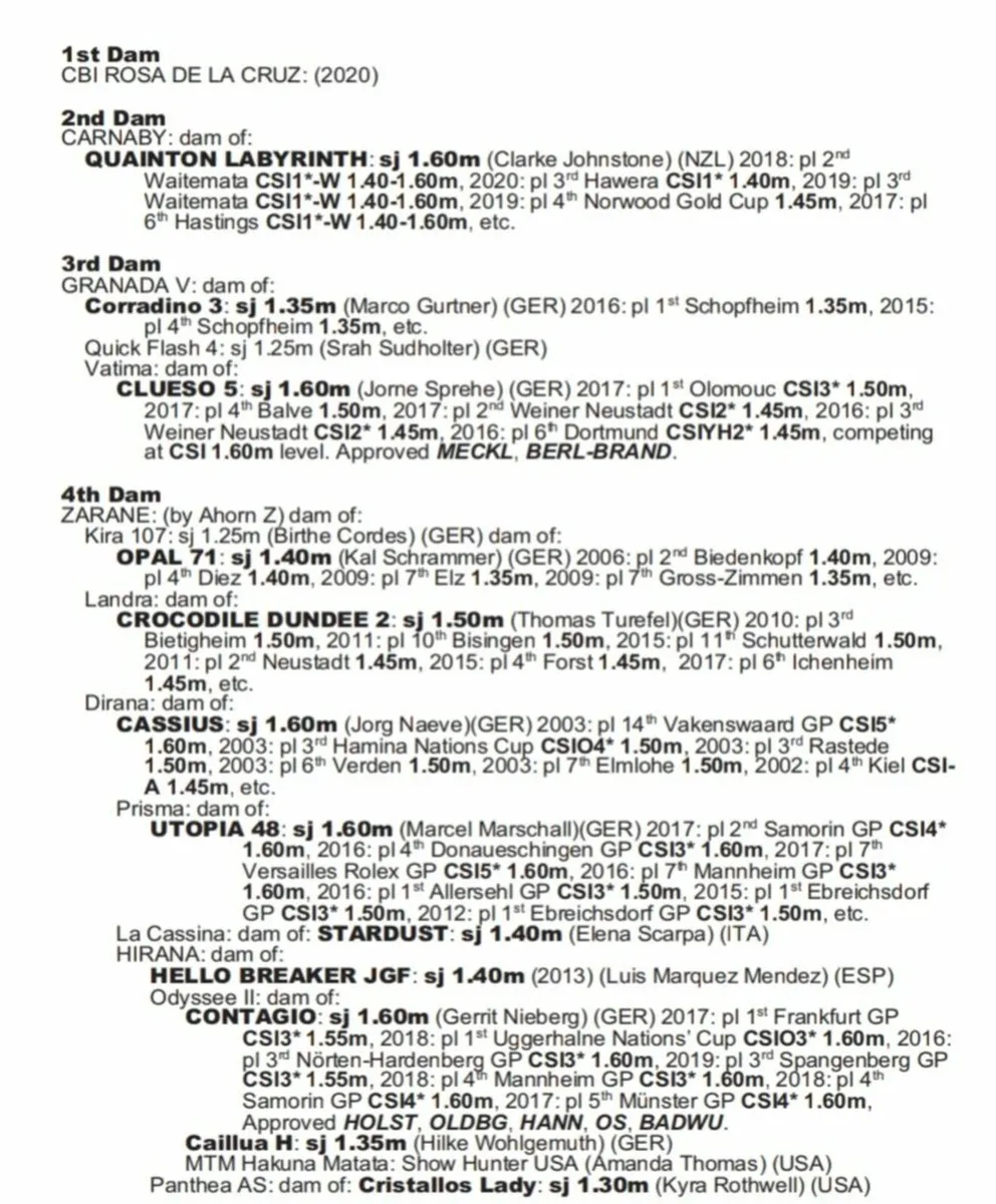 Ganesh Hero Broodmare infoal for 2026 - Image 2
