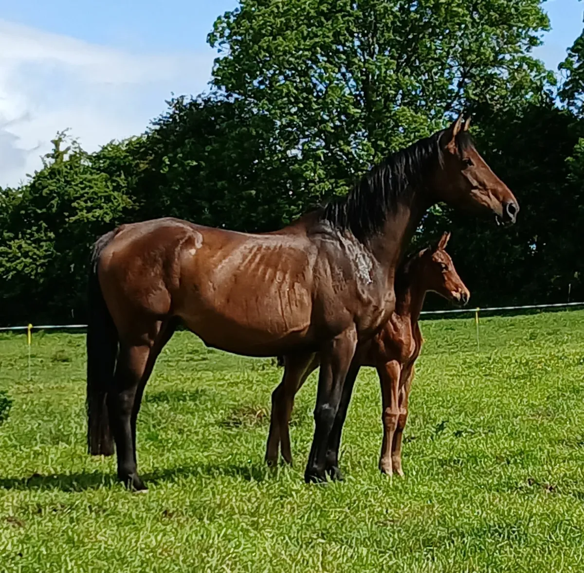 Ganesh Hero Broodmare infoal for 2026 - Image 1