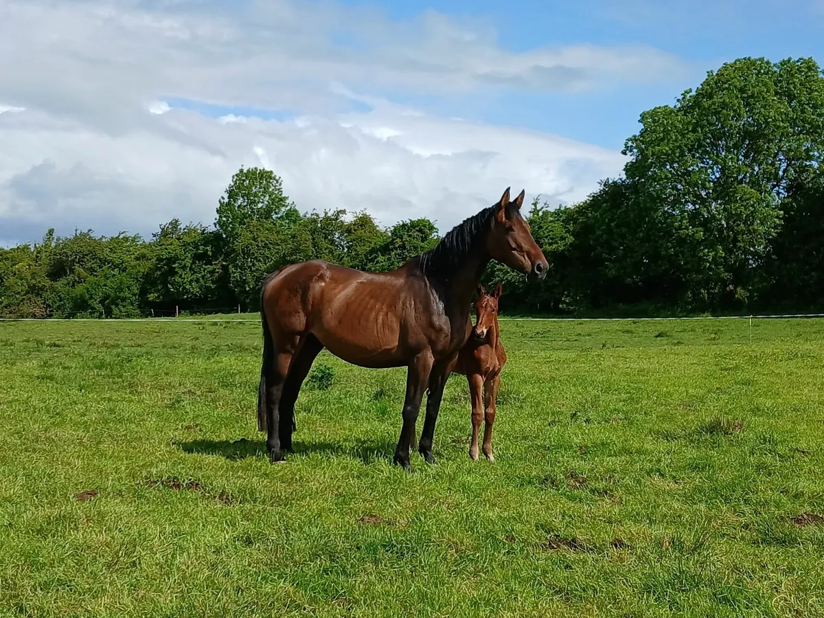 Ganesh Hero Broodmare infoal for 2026 - Image 3