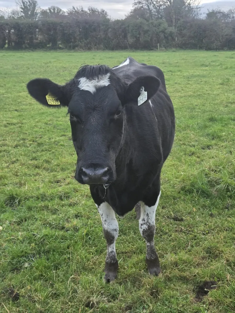 In Calf Friesian Heifers - Image 2