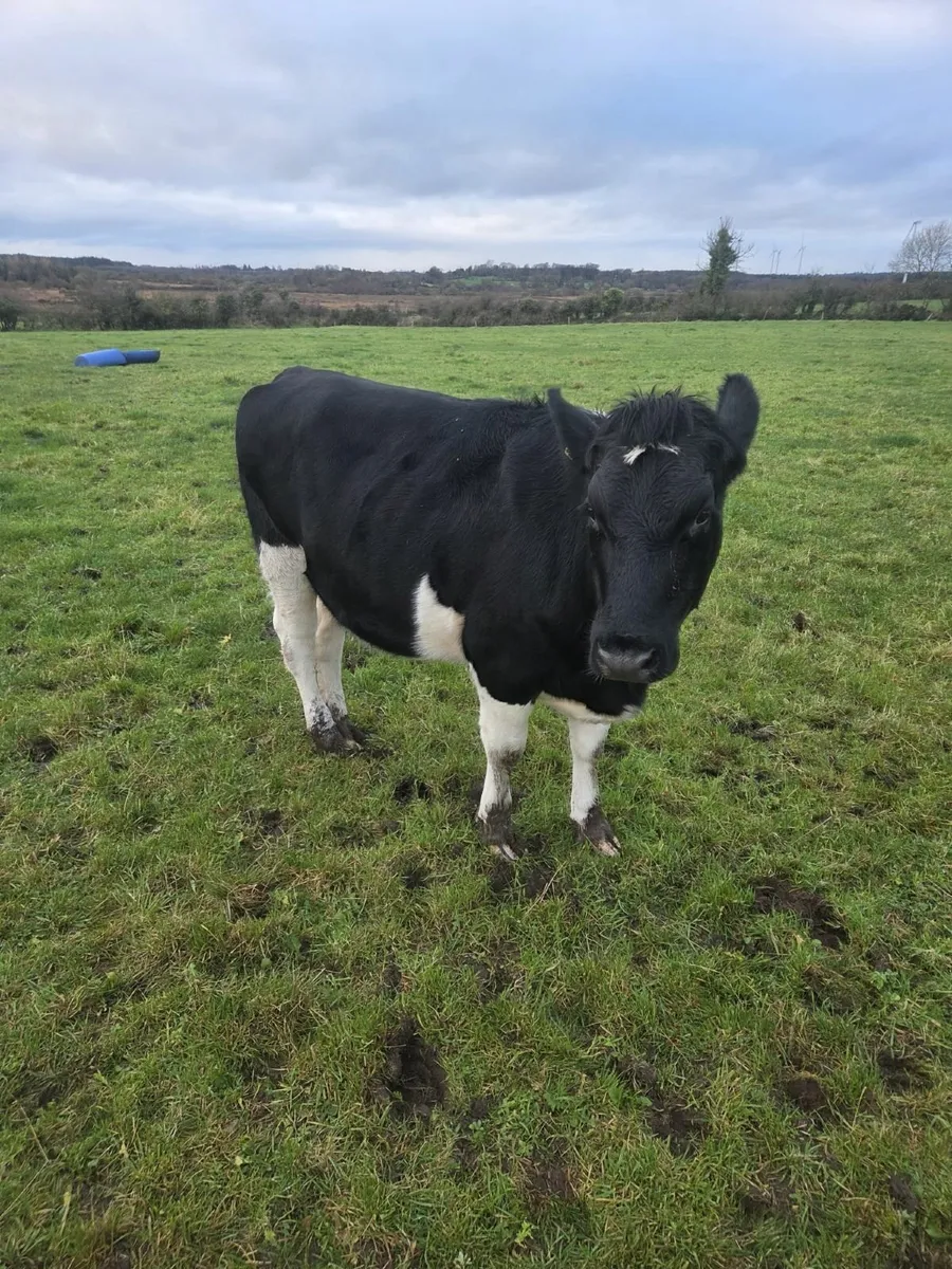 In Calf Friesian Heifers - Image 3
