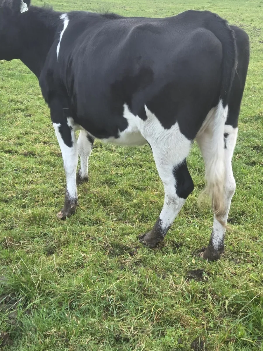 In Calf Friesian Heifers - Image 4