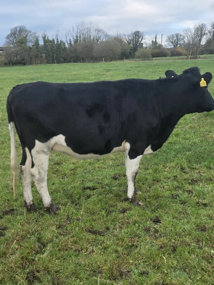 In Calf Friesian Heifers - Image 1