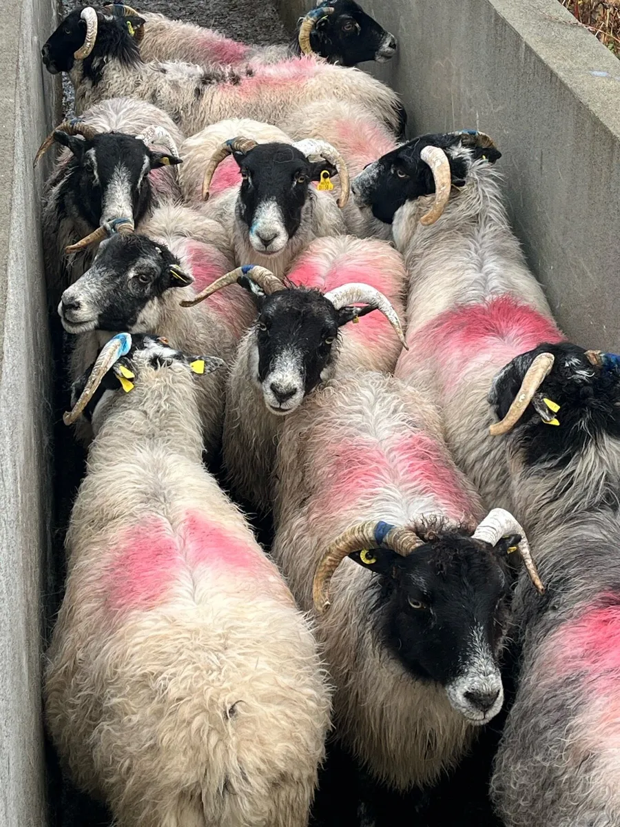 Aged ewes, 100% correct for breeding - Image 1