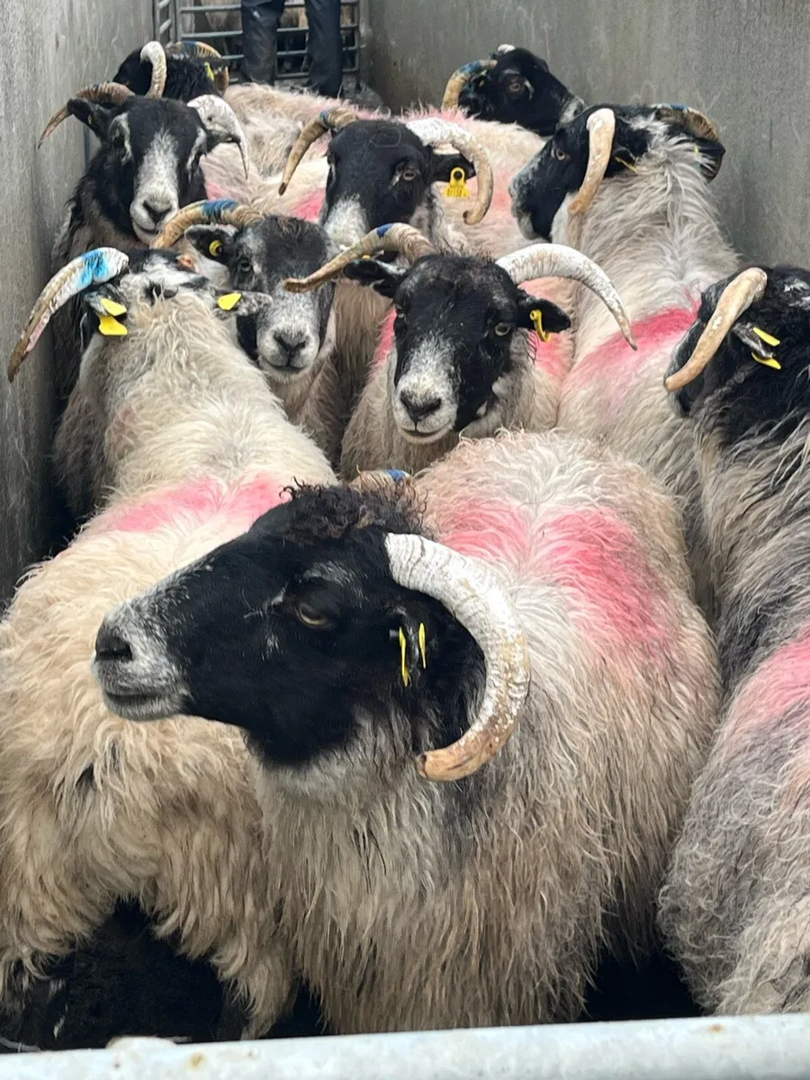 Aged ewes, 100% correct for breeding - Image 2
