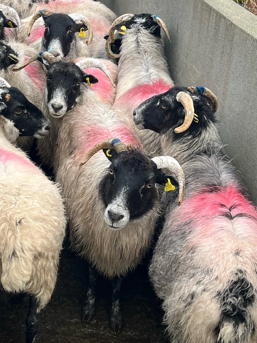 Aged ewes, 100% correct for breeding - Image 3