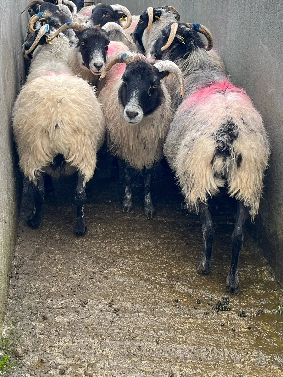 Aged ewes, 100% correct for breeding - Image 4