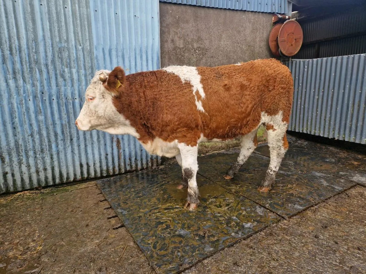 Simmental Breeding Heifer - Image 1