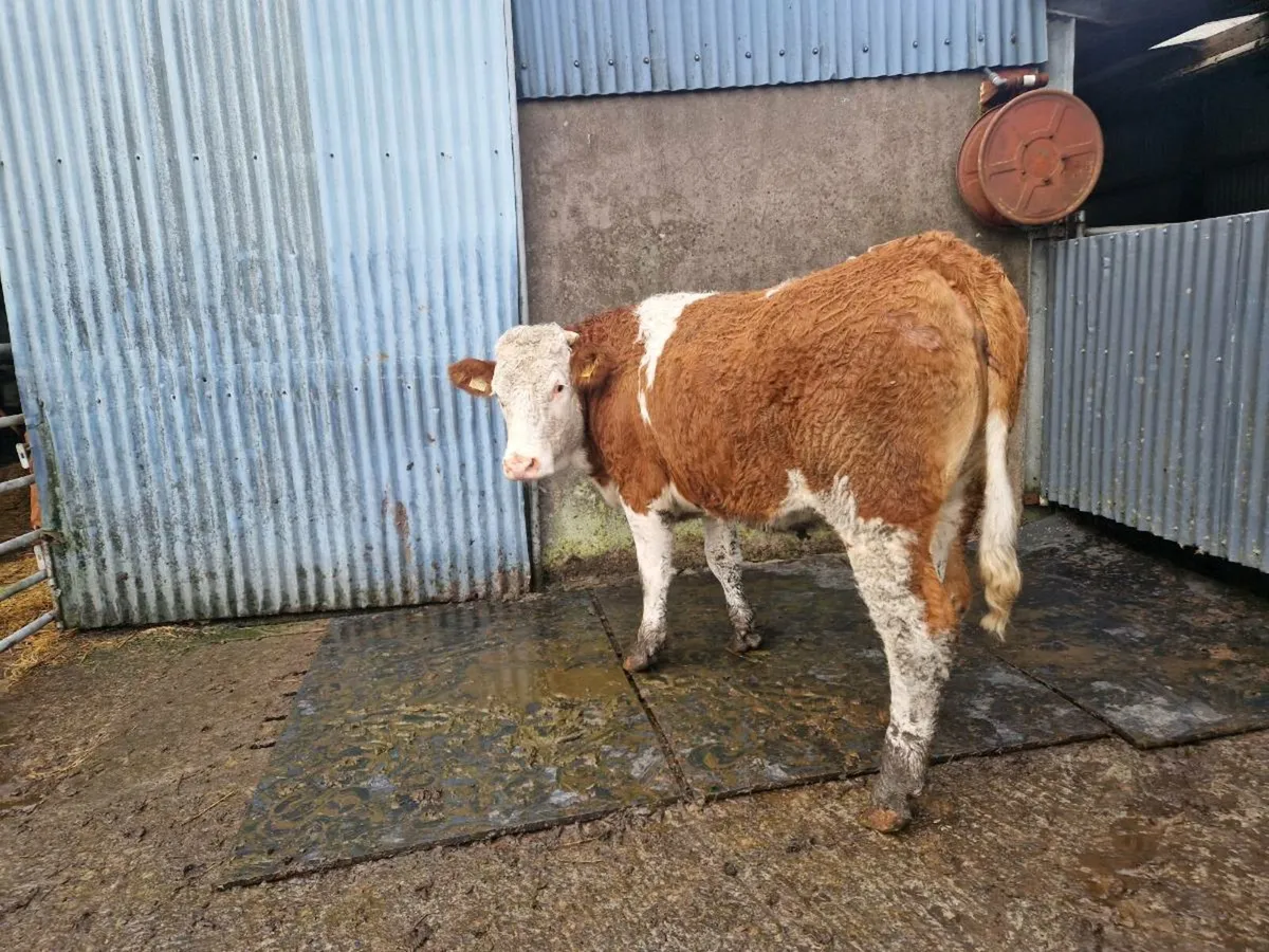 Simmental Breeding Heifer - Image 2