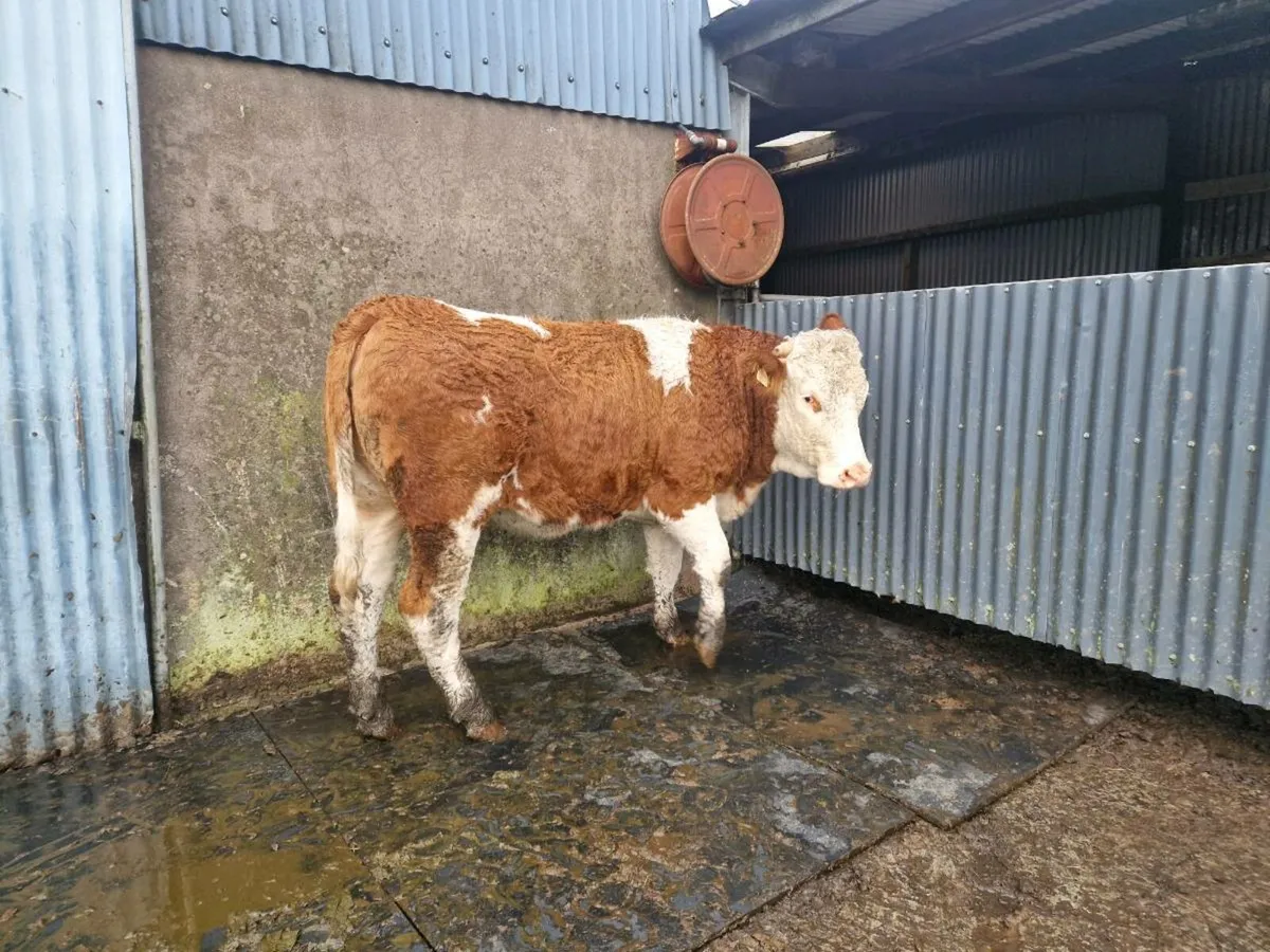 Simmental Breeding Heifer - Image 3