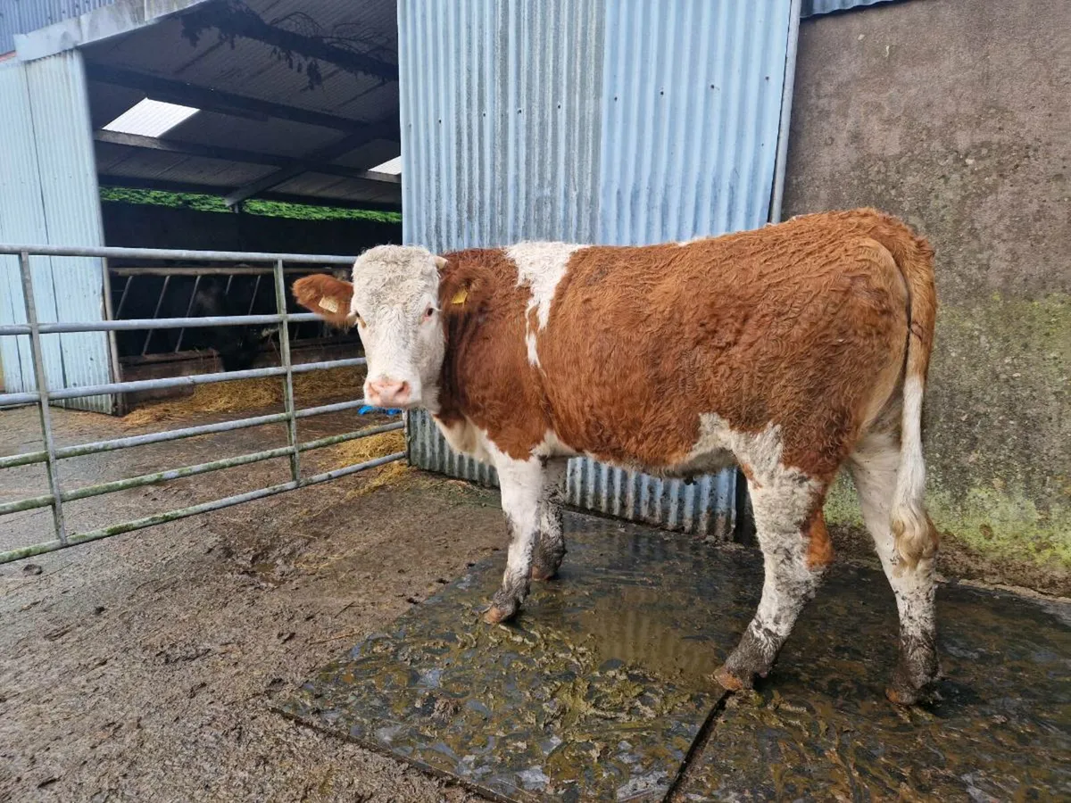 Simmental Breeding Heifer - Image 4