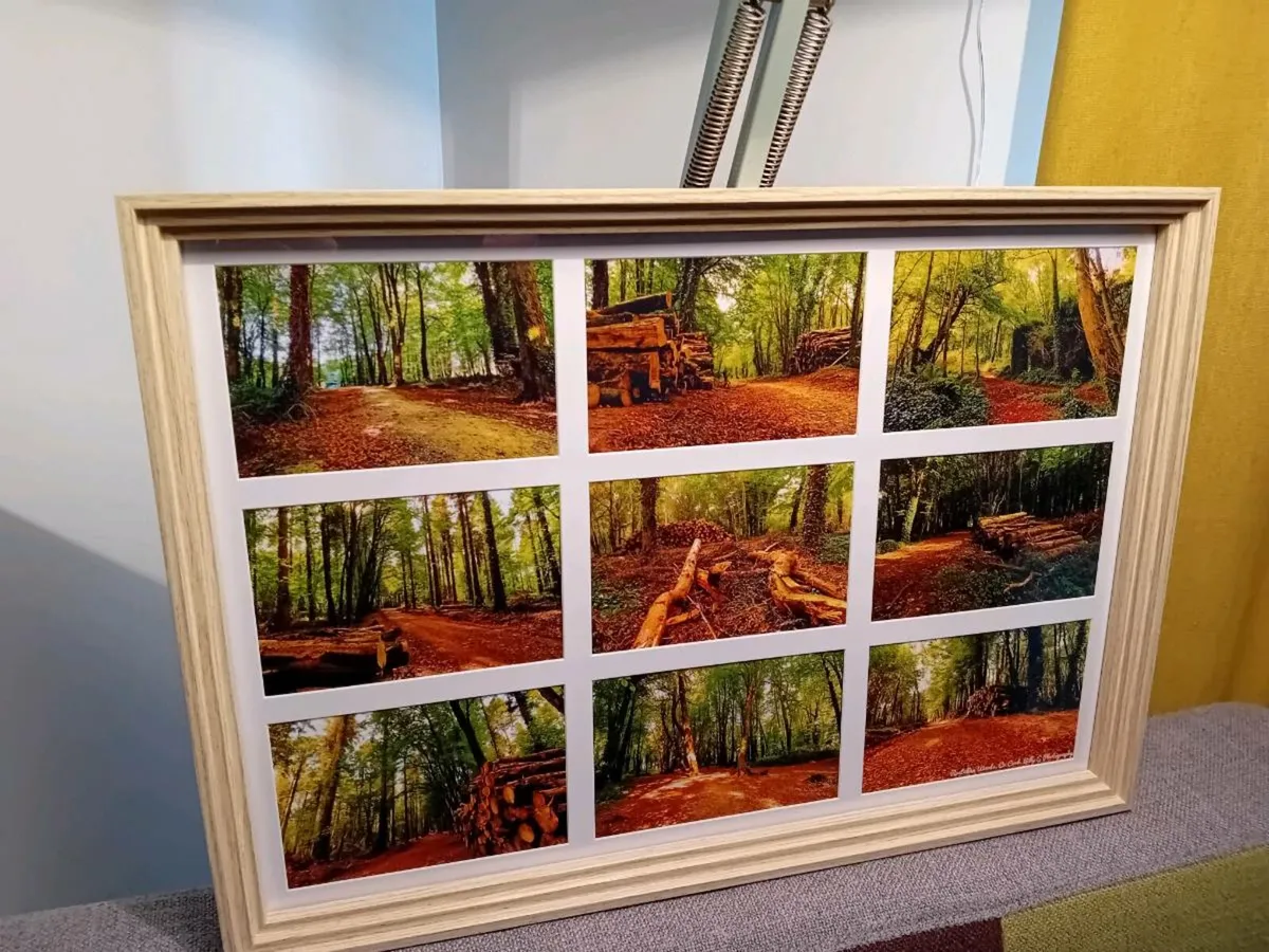 Rostellan woods - Image 4