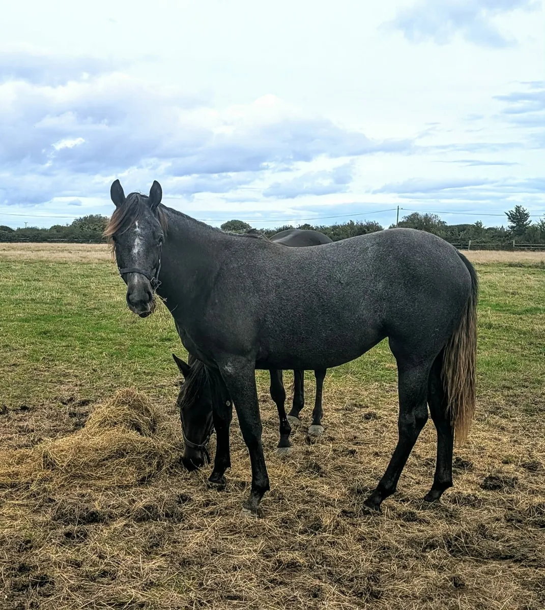 Stunning Connamara X Filly - Image 1