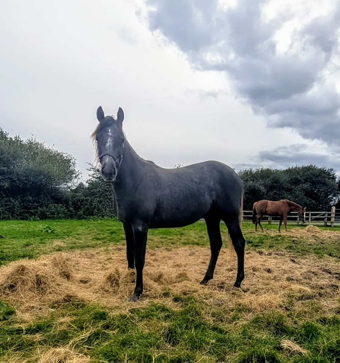 Stunning Connamara X Filly - Image 3