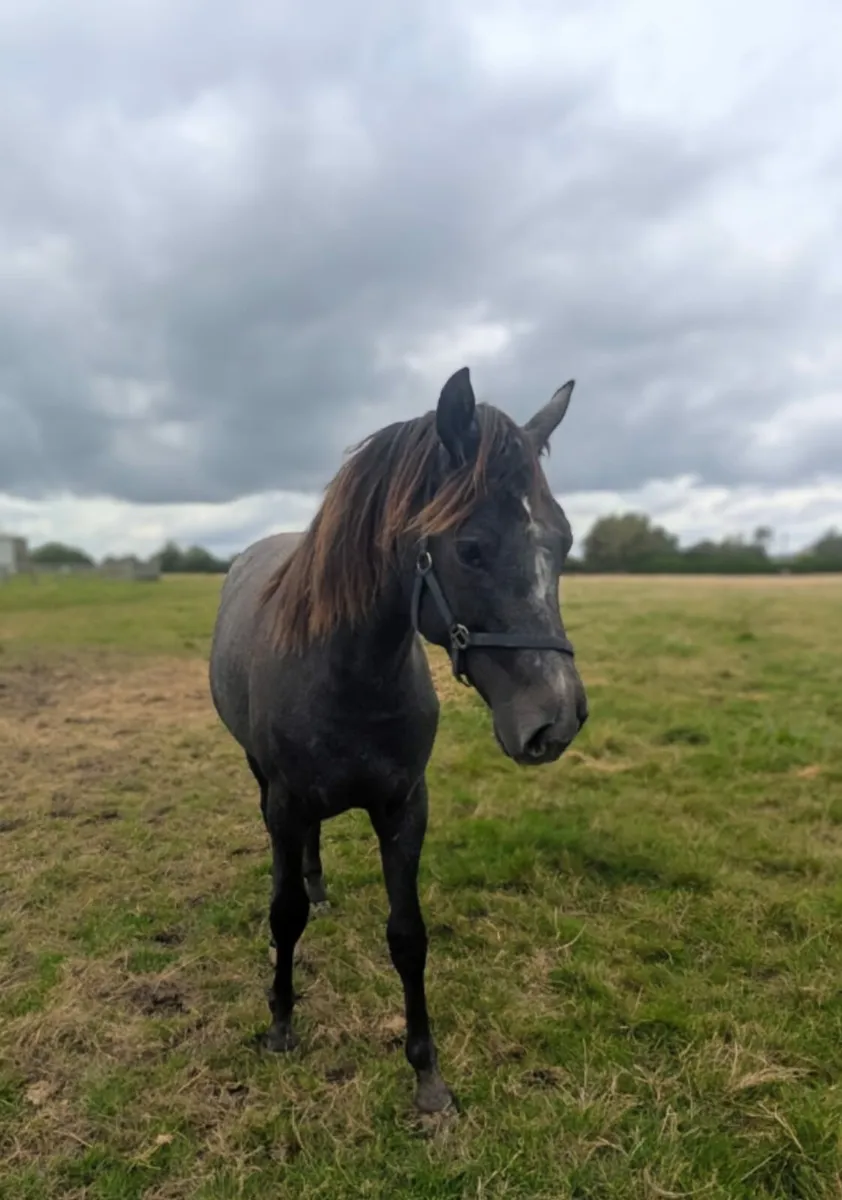 Stunning Connamara X Filly - Image 4