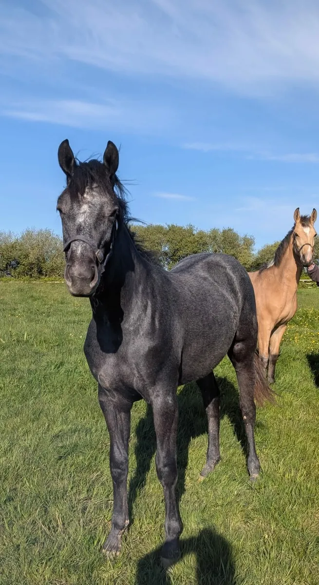 Stunning Connamara X Filly - Image 2