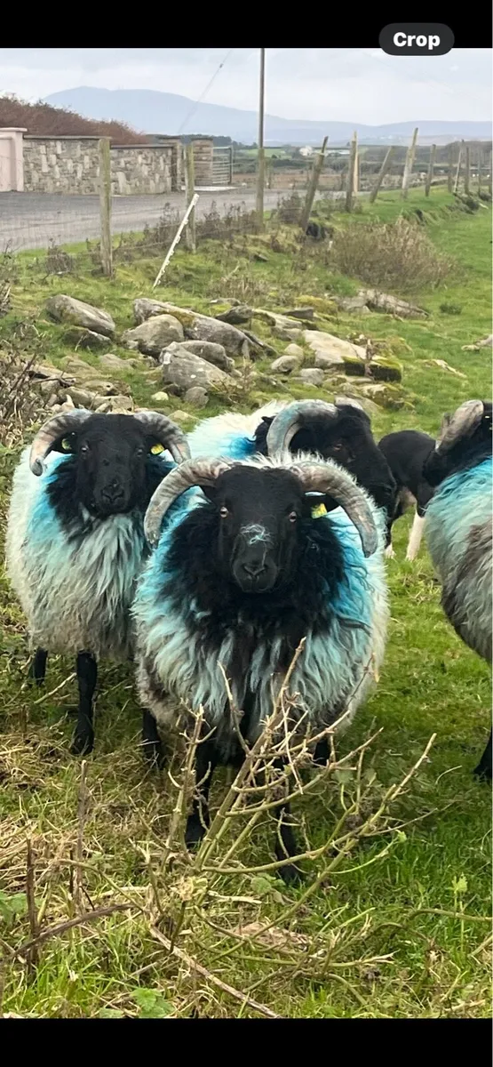 SIS RAM LAMBS - Image 2