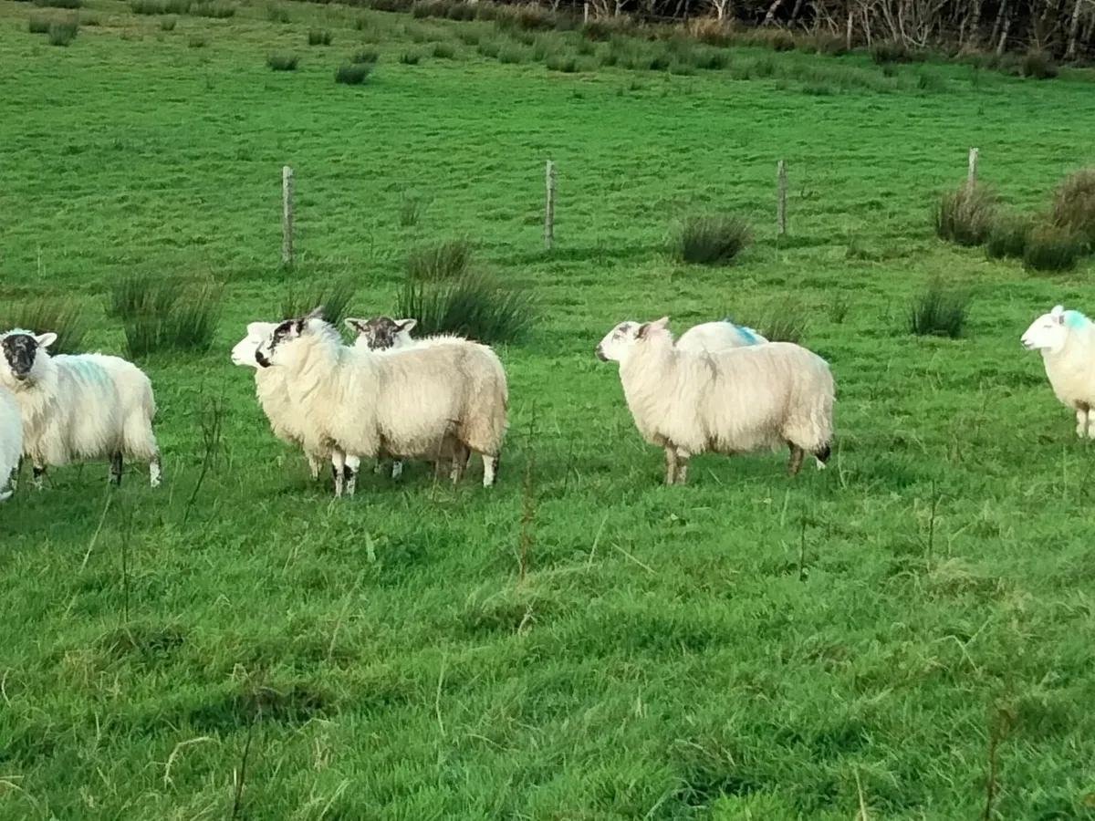 Ewe lambs - Image 2