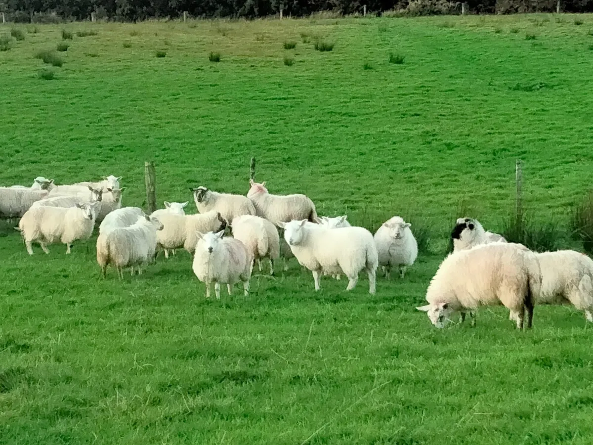 Ewe lambs - Image 3