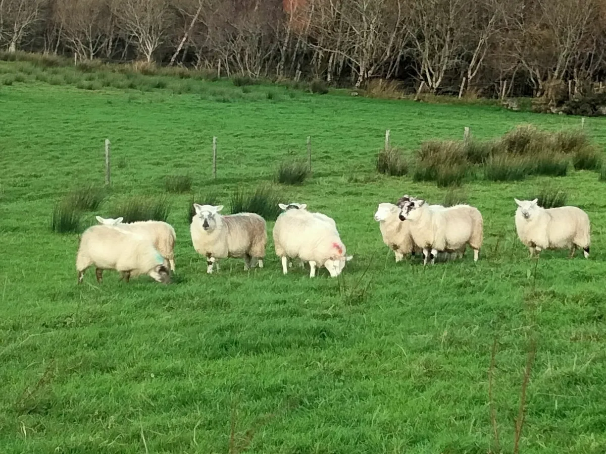 Ewe lambs - Image 4