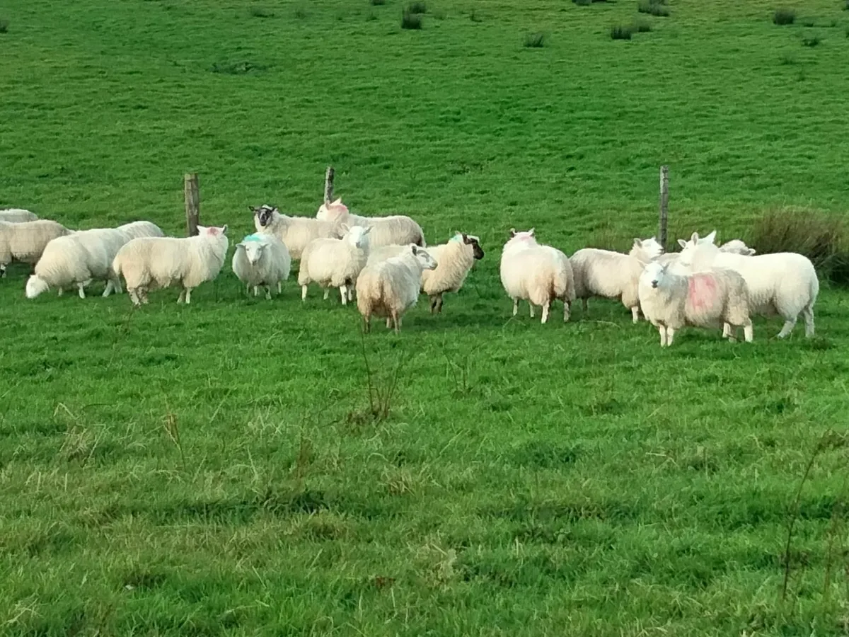 Ewe lambs - Image 1