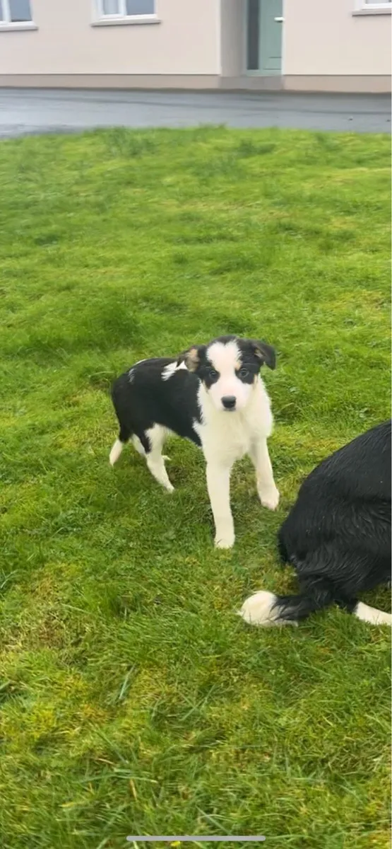 SIS RAM LAMBS - Image 1