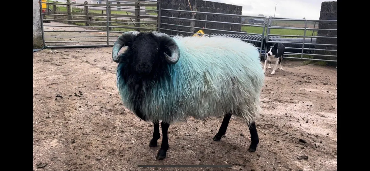 SIS RAM LAMBS - Image 4