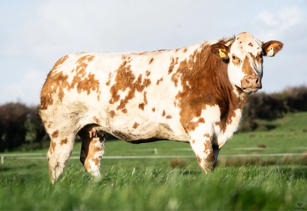 🌟Walter Brennan’s 18th annual incalf heifer Sale - Image 1