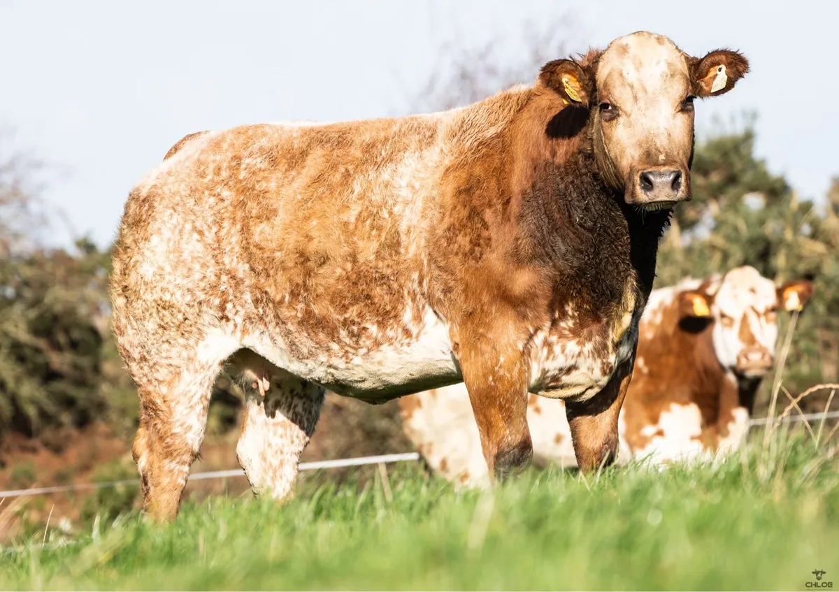 🌟Walter Brennan’s 18th annual incalf heifer Sale - Image 2