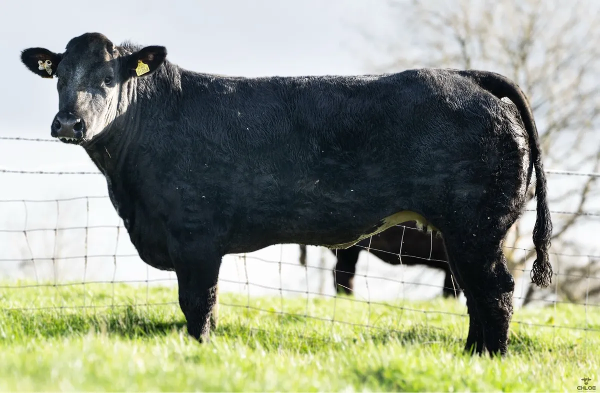 🌟Walter Brennan’s 18th annual incalf heifer Sale - Image 3