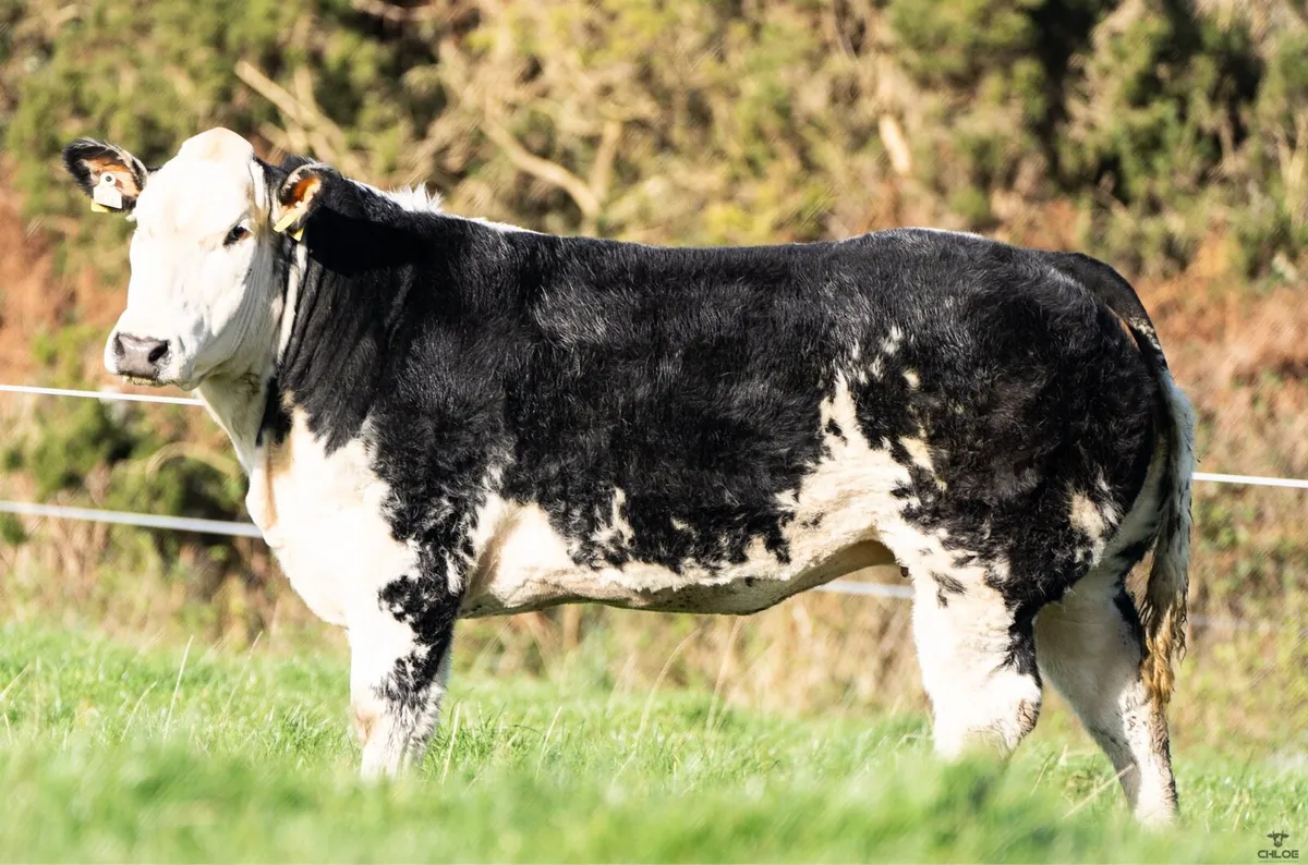 🌟Walter Brennan’s 18th annual incalf heifer Sale - Image 4