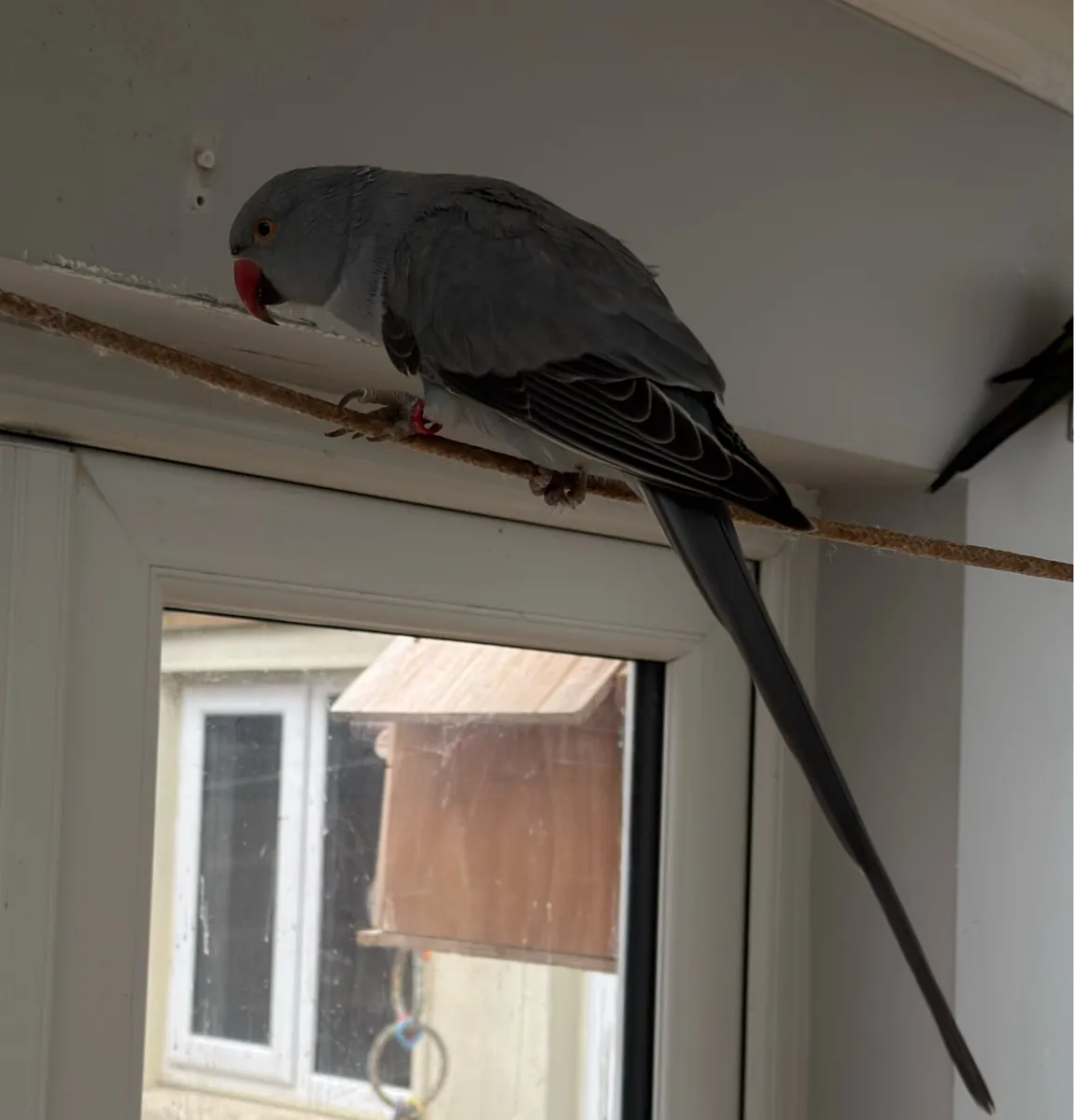 Ringneck and love bird for sale - Image 1