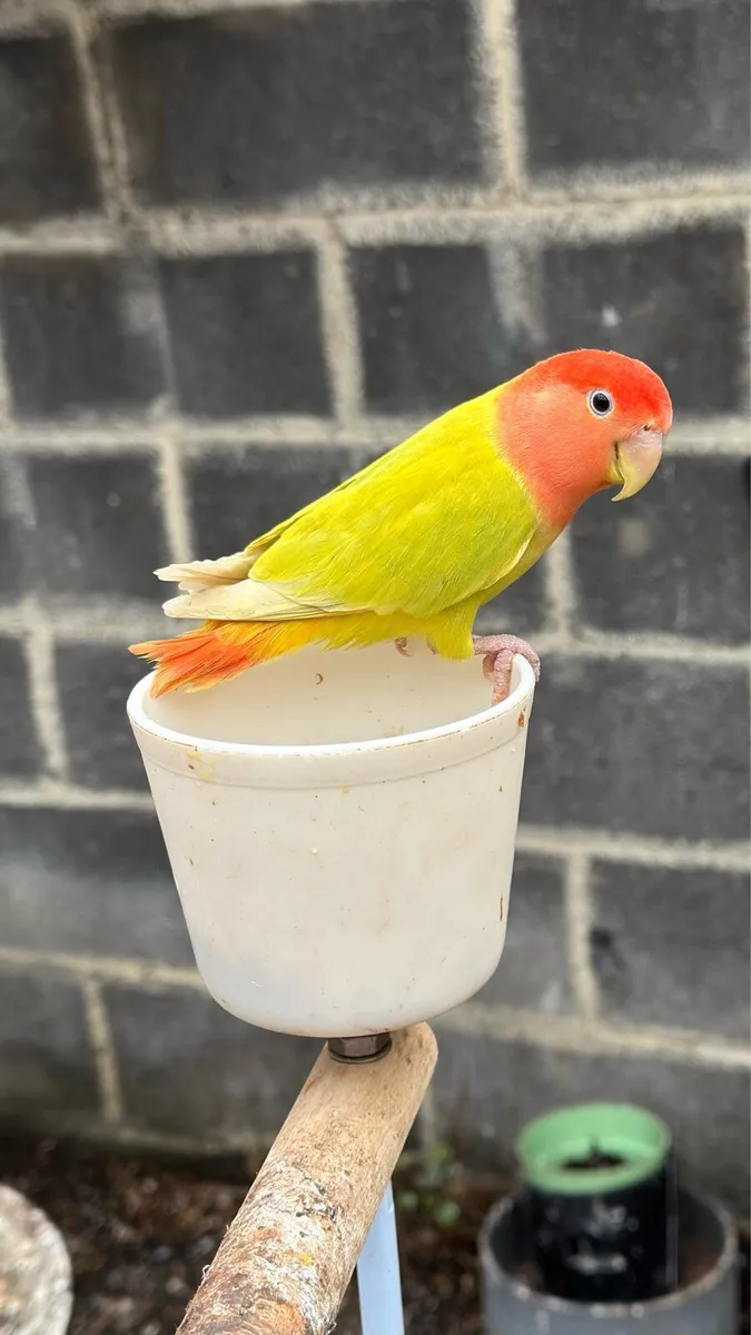 Ringneck and love bird for sale - Image 2